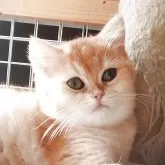 ブリティッシュショートヘア