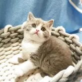 ブリティッシュショートヘア