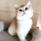 ブリティッシュショートヘア