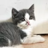 ブリティッシュショートヘア