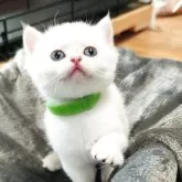 ブリティッシュショートヘア
