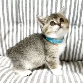 ブリティッシュショートヘア