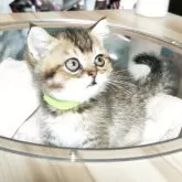 ブリティッシュショートヘア