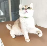 ブリティッシュショートヘア