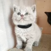 ブリティッシュショートヘア