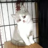 ブリティッシュショートヘア
