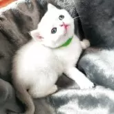 ブリティッシュショートヘア