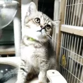 ブリティッシュショートヘア