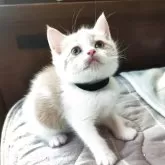 ブリティッシュショートヘア