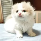 スコティッシュフォールド(折れ耳)