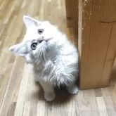 スコティッシュフォールド(立ち耳)【三重県・男の子・2025年8月25日・クリームタビー】の写真2