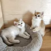 ブリティッシュショートヘア【三重県・男の子・2025年8月20日・ブルーゴールデン】の写真2