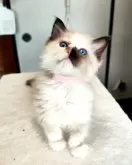 ラグドール【三重県・女の子・2025年1月6日・ブルートーティポイント】の写真2