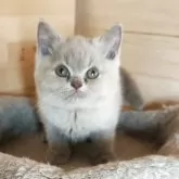 ブリティッシュショートヘア【三重県・男の子・2025年8月20日・ライラック】の写真2