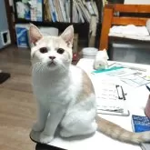 ブリティッシュショートヘア【三重県・男の子・2025年7月20日・クリームタビー&ホワイト】の写真2