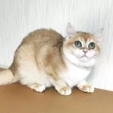 ブリティッシュショートヘア【三重県・女の子・2025年6月2日・ブラックゴールデン チンチラ】の写真2「デカイお目々🤩」