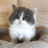 スコティッシュフォールド(立ち耳)【三重県・女の子・2025年8月25日・ダイリュートキャリコ】の写真2