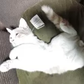 ブリティッシュショートヘア【三重県・男の子・2025年7月20日・クリームタビー&ホワイト】の写真3