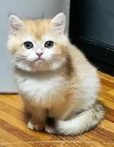 ブリティッシュショートヘア【三重県・男の子・2024年12月25日・チンチラゴールデン】の写真3