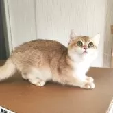 ブリティッシュショートヘア【三重県・女の子・2025年6月2日・ブラックゴールデン チンチラ】の写真3