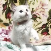 ラグドール【三重県・男の子・2025年11月18日・ブルーポイントバイカラー】の写真4