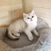 ブリティッシュショートヘア【三重県・男の子・2025年8月20日・ブルーゴールデン】の写真5