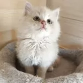 スコティッシュフォールド(立ち耳)【三重県・男の子・2025年8月25日・クリームタビー】の写真5