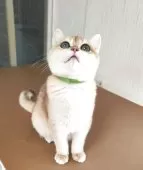 ブリティッシュショートヘア【三重県・男の子・2025年6月2日・ブラックゴールデン チンチラ】の写真6