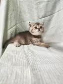 ブリティッシュショートヘア【三重県・男の子・2025年5月9日・ブラウンティックドタビー】の写真9