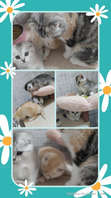 中川眞弓ブリーダーのブログ：💒華ちゃんのツリーハウス💒