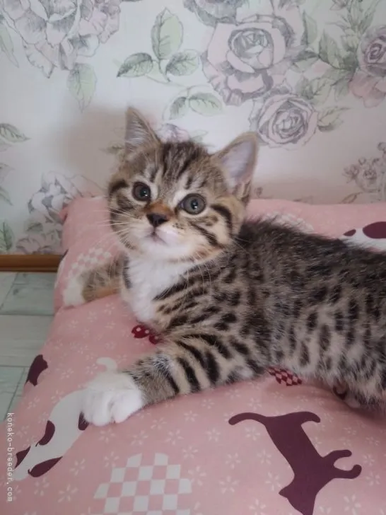 ID:2109-00952の子猫