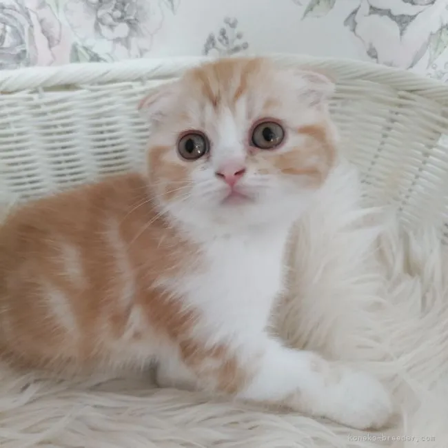 ID:2212-02332の子猫