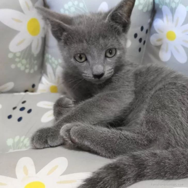 ID:2406-03562の子猫