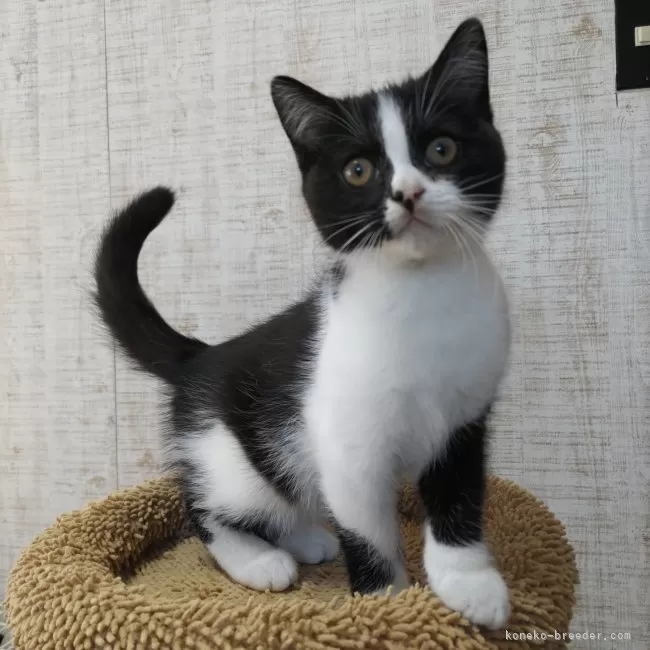 マーちゃん 様のお迎えした子猫