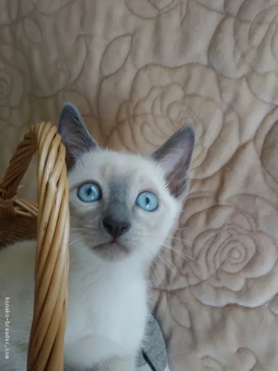 ID：2009-01898の子猫