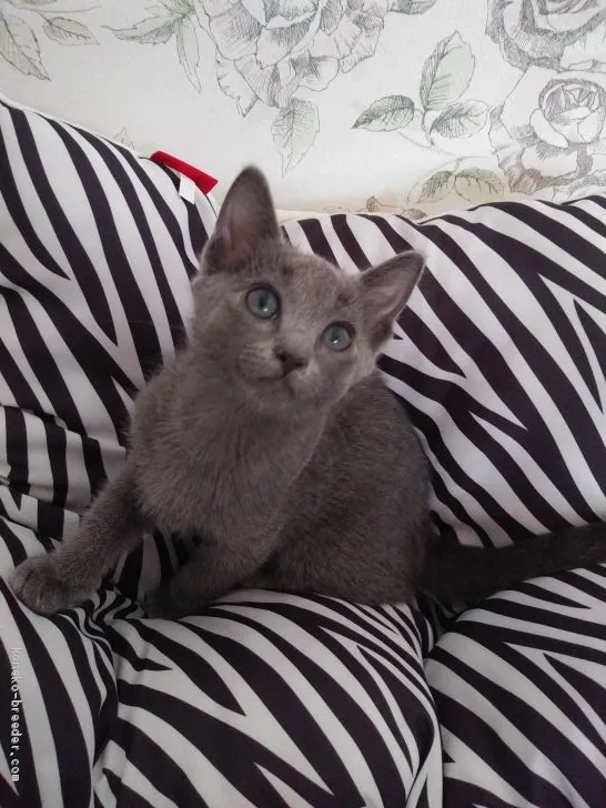 ID：1910-01150の子猫
