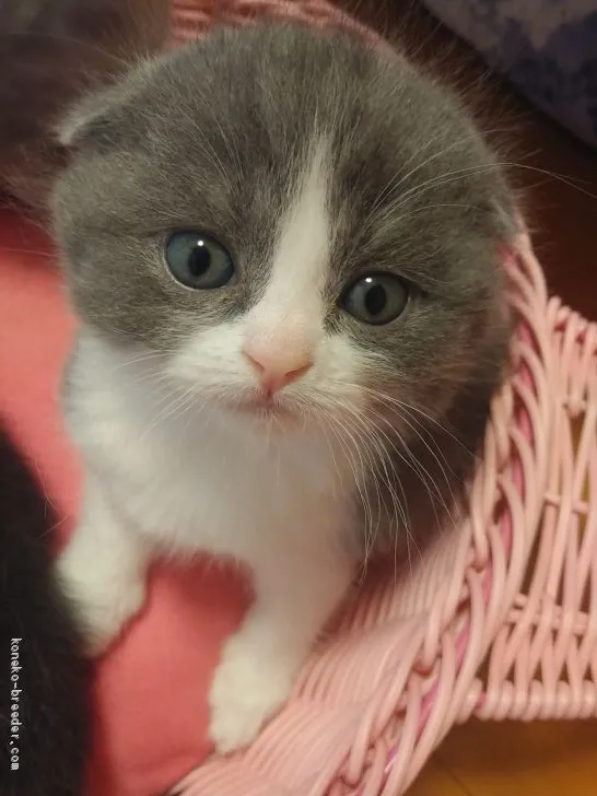 ID：2002-00242の子猫