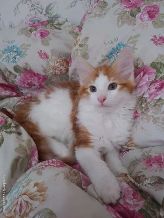 ID:2107-01985の子猫