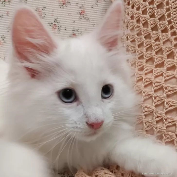 ID：2407-00959の子猫