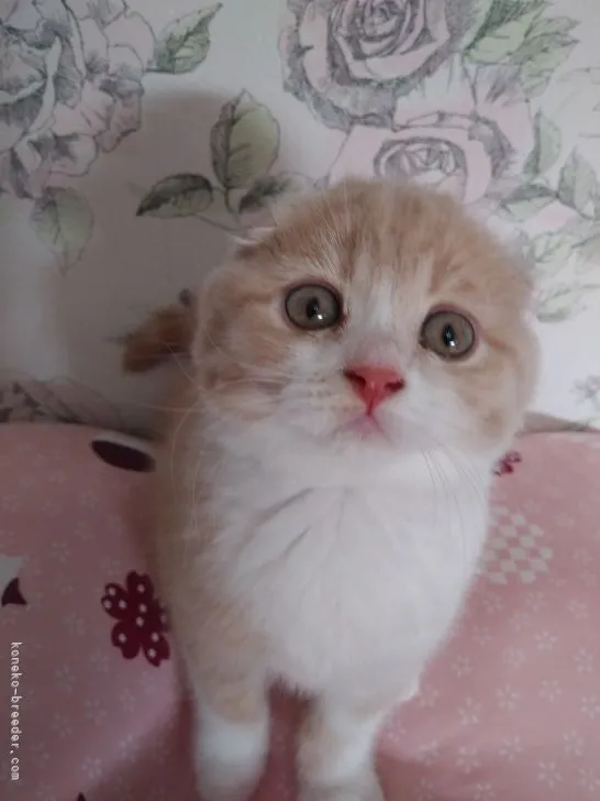 ID：2109-00936の子猫