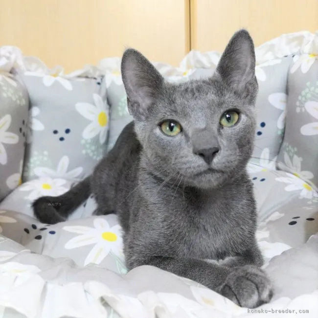 ID：2312-01240の子猫