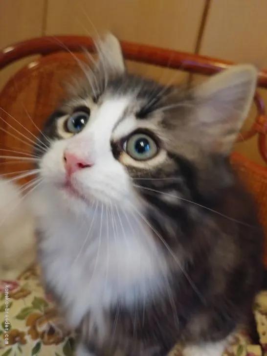 加藤 様のお迎えした子猫