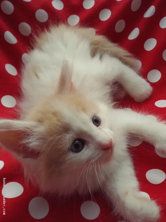 ID：1908-00248の子猫