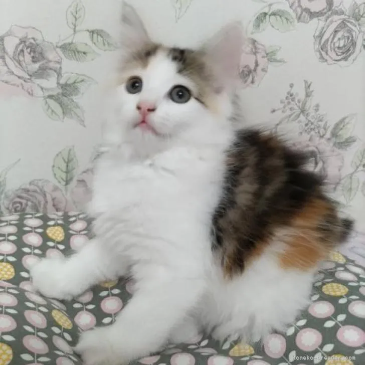 ID:2207-02372の子猫