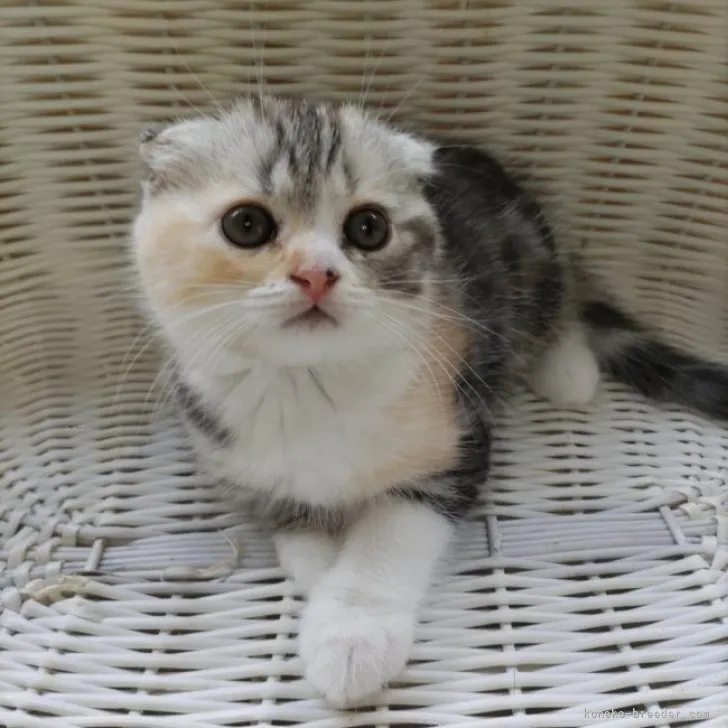ID:2309-02146の子猫