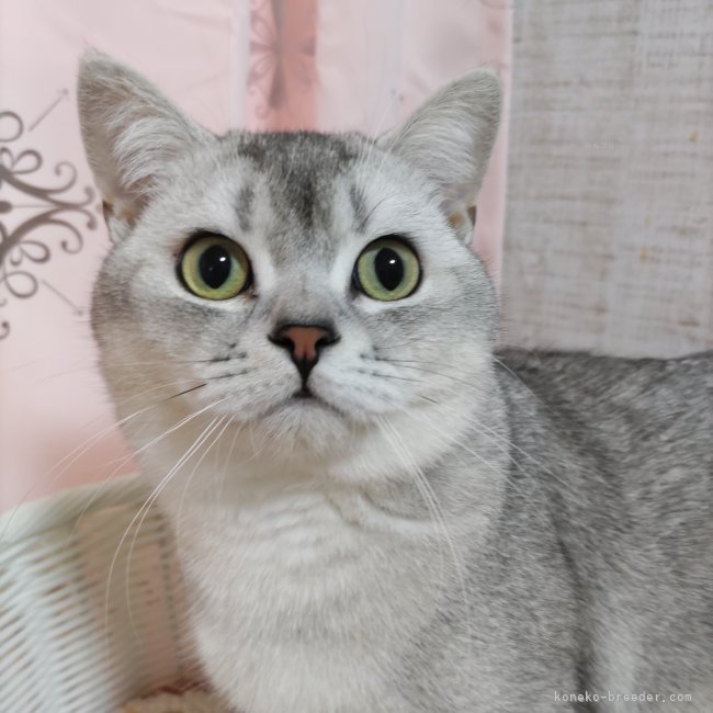 ブリティッシュショートヘア【・男の子・2023年4月2日・シェーデッドシルバー】「美しい猫さんです✨」