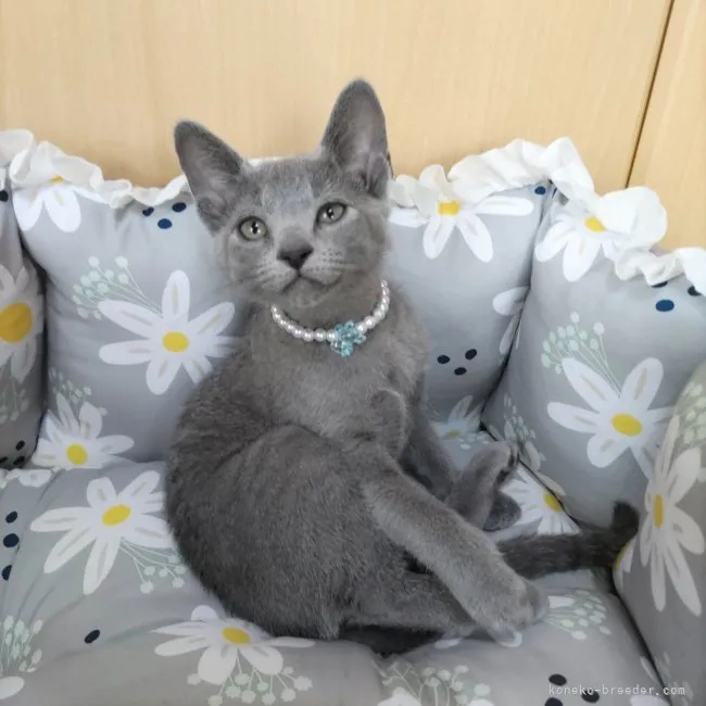 ID：2304-02411の子猫