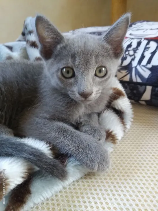 ID:2008-00867の子猫