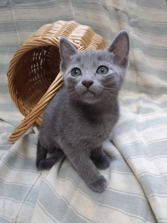 ID:2105-00631の子猫