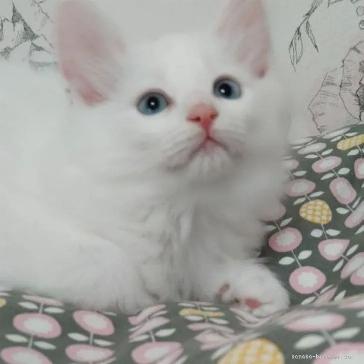 ID:2207-02365の子猫